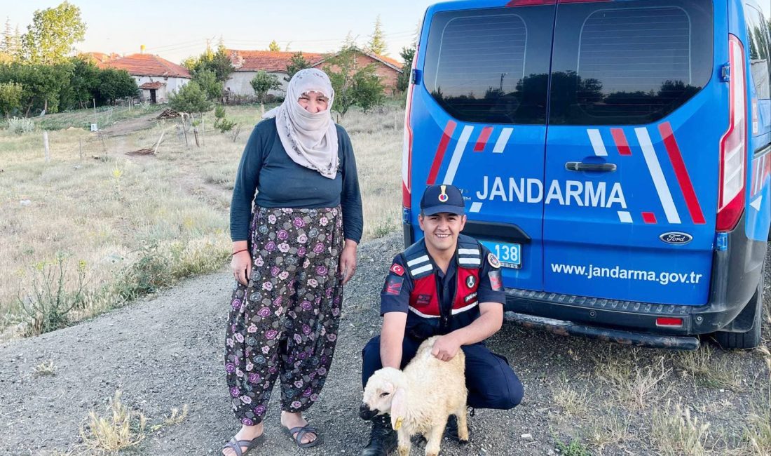 Yozgat’ın Sorgun ilçesinde başıboş dolaşan küçükbaş hayvan, Jandarma ekiplerinin dikkati