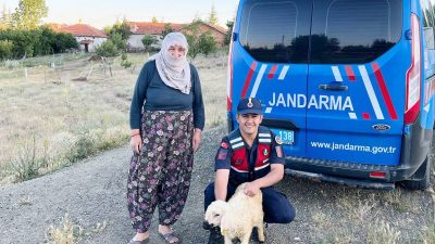 Yozgat’ın Sorgun ilçesinde başıboş dolaşan küçükbaş hayvan, Jandarma ekiplerinin dikkati