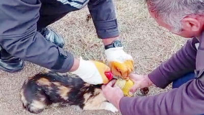 Gençlik ve Spor Bakanlığı Kredi Yurtlar Kurumu (KYK) Yozgat Esentepe