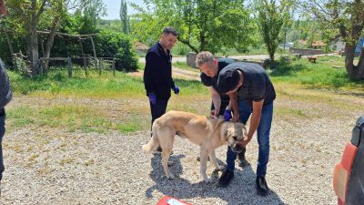 Yozgat Valiliği, il merkezi, ilçeler ve köylerde sahipli köpeklerin kuduz