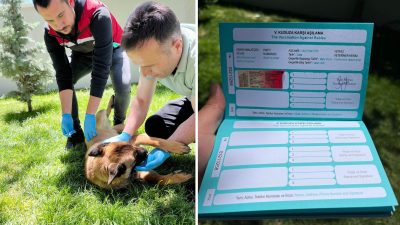 Saraykent Kaymakamı Mete Öztürk, evcil hayvanların kayıt altına alınmasının önemine