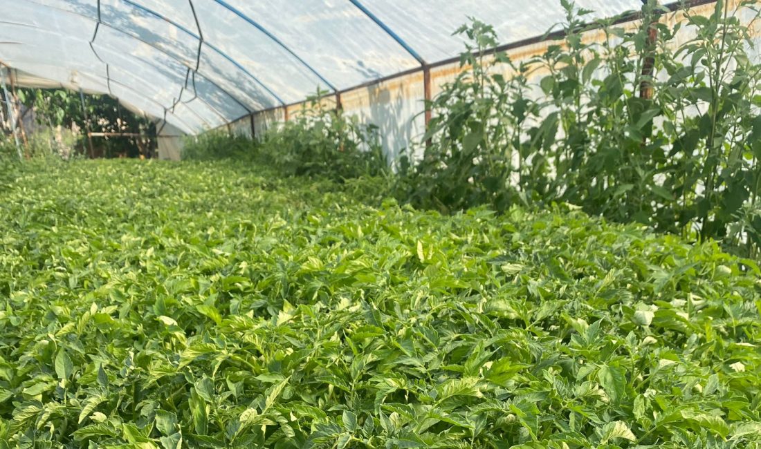 Yozgat Zafer Partisi, dolu yağışından zarar gören Yozgat merkeze bağlı