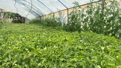 Yozgat Zafer Partisi, dolu yağışından zarar gören Yozgat merkeze bağlı