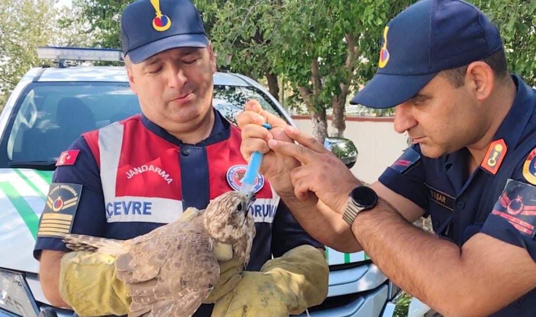 Yozgat İl Jandarma Komutanlığı’na bağlı Çevre, Doğa ve Hayvanları Koruma
