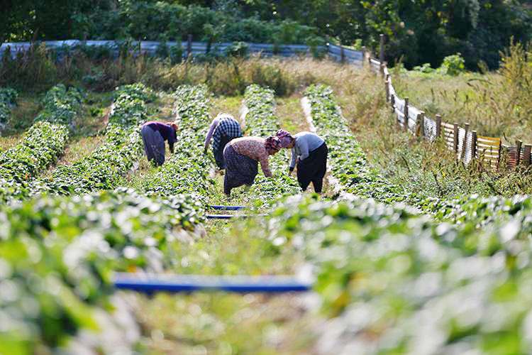 Sosyal Güvenlik Kurumu (SGK), çiftçi ve küçük esnafın sigorta kayıtlarının
