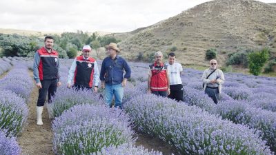 Yozgat İl Tarım ve Orman Müdürlüğü tarafından demonstrasyon amacıyla dikimi