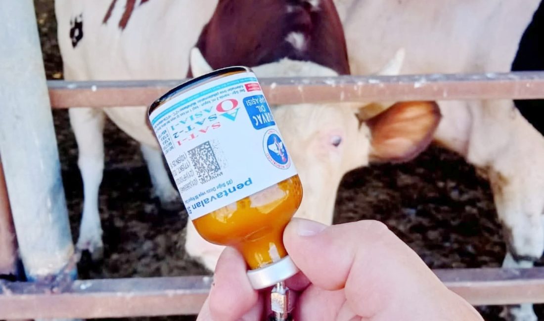 Tarım ve Orman Bakanlığı, ülke genelinde görülen Şap Hastalığı (SAT-1