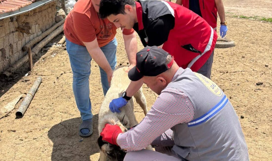 Yozgat Valiliği, il genelinde sahipli hayvanların kuduz aşılarının yapılması ve