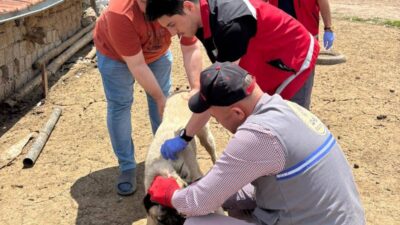 Yozgat Valiliği, il genelinde sahipli hayvanların kuduz aşılarının yapılması ve