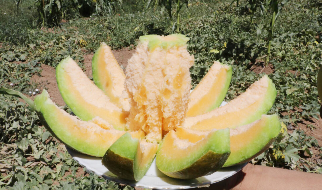 Yozgat Valiliği, Aydıncık ilçesinde yetiştirilen ve Türk Patent Enstitüsü tarafından