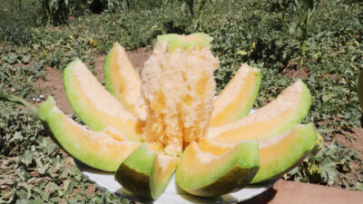 Bağrıbütün hasadı başladı