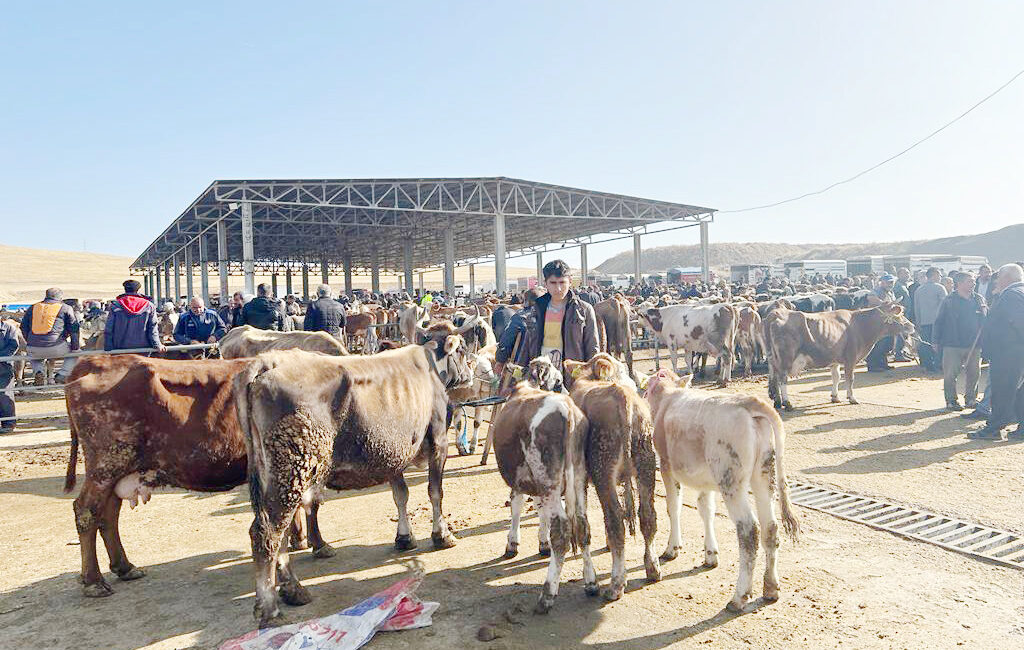 Yozgat genelinde hayvan hareketleri 29 Ağustos 2025 tarihi itibarıyla yeniden