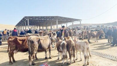 Yozgat genelinde hayvan hareketleri 29 Ağustos 2025 tarihi itibarıyla yeniden