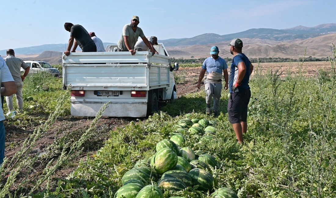 Yerköy ilçesine bağlı köylerde karpuz hasadı yapan üreticiler, don, dolu,