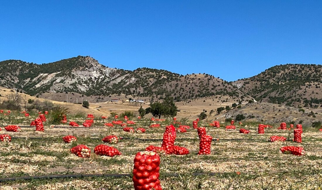 Türkiye’nin önemli soğan üretim merkezlerinden Aydıncık ilçesi Kümbet Ova’da kuru