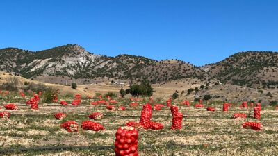 Türkiye’nin önemli soğan üretim merkezlerinden Aydıncık ilçesi Kümbet Ova’da kuru