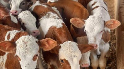 Yozgat İl Tarım ve Orman Müdürlüğü, 2025 yılı buzağı desteklemelerine