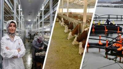 Resmi Gazete'de yayımlanan "2024-2026 Yıllarında Yapılacak Hayvancılık Desteklemelerine İlişkin Kararda