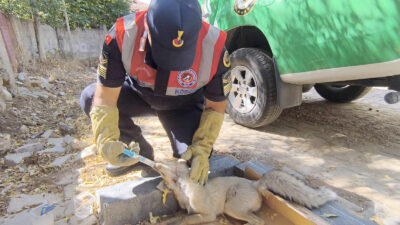 Yozgat Çevre, Doğa ve Hayvanları Koruma Timi, Şefaatli İlçe Jandarma