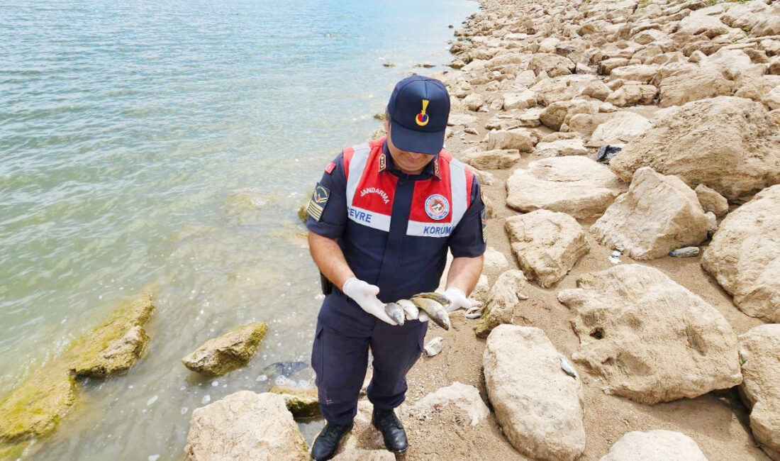 Yozgat'ın Boğazlıyan ilçesinde Çevre Doğa ve Hayvanları Koruma Timi, Jandarma