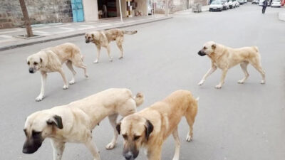 Yozgat Valiliği, sahipli hayvanlarını sokağa bırakan veya başıboş dolaşmasına izin