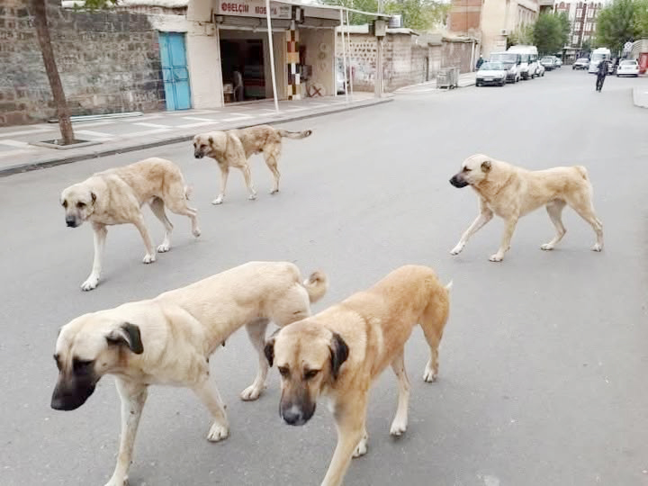 Yozgat Valiliği, sahipli hayvanlarını sokağa bırakan veya başıboş dolaşmasına izin