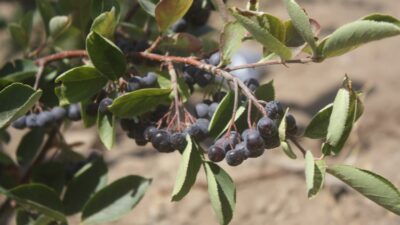 Yozgat Tarım ve Orman İl Müdürlüğü tarafından deneme amaçlı ekilen