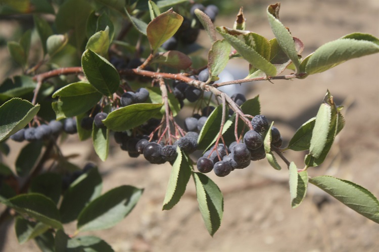 Yozgat Tarım ve Orman İl Müdürlüğü tarafından deneme amaçlı ekilen