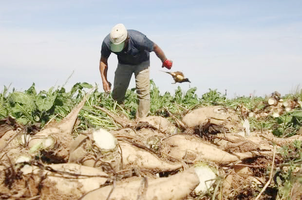  Yozgat Valisi Mehmet Ali Özkan, pancar hasadının başlaması dolayısıyla
