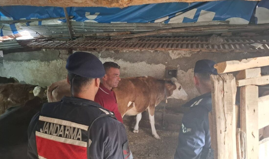 Akdağmadeni’nde kaybolan iki büyükbaş hayvan kısa sürede bulundu