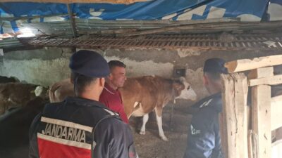 Akdağmadeni’nde kaybolan iki büyükbaş hayvan kısa sürede bulundu