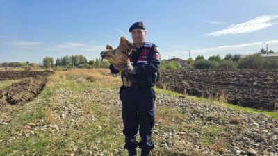 Boğazlıyan ilçesinde, jandarma ekipleri devriye görevi sırasında yorgun ve bitkin