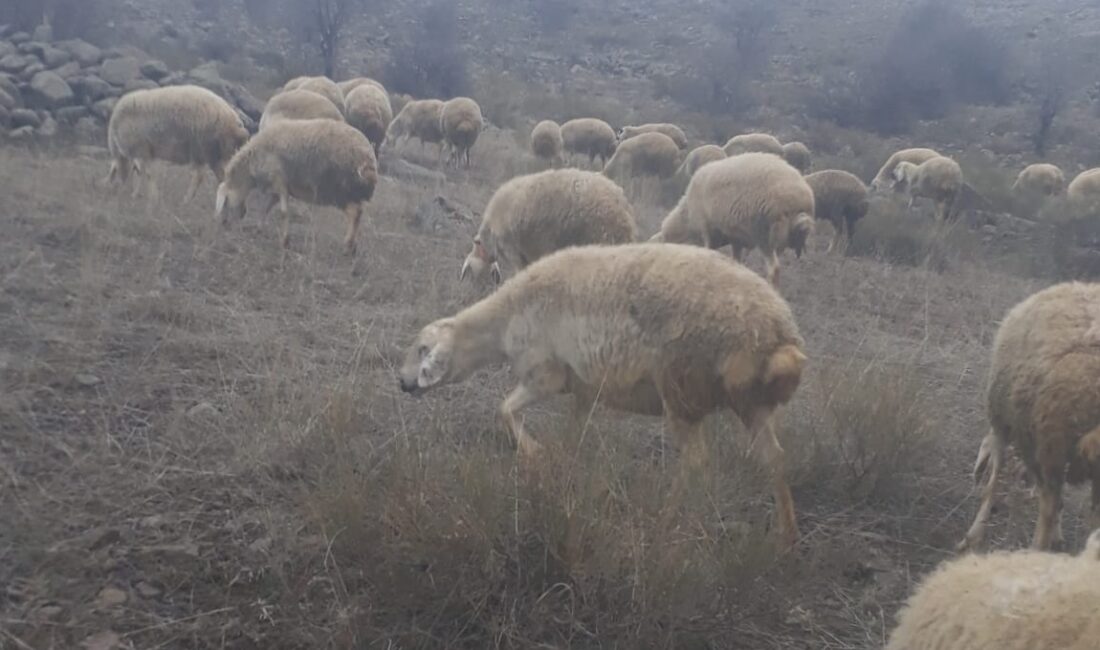 Yozgat’ın Kale köyünde yaşanan olayda, Nurullah Doğmuş’a ait koyun sürüsüne