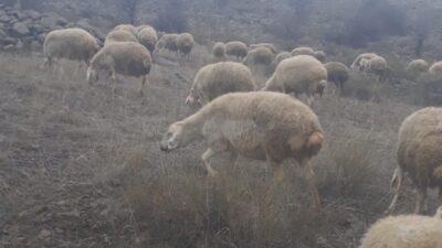 Yozgat’ın Kale köyünde yaşanan olayda, Nurullah Doğmuş’a ait koyun sürüsüne