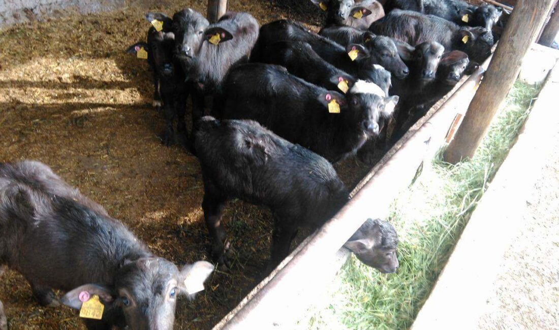 Yozgat Damızlık Birliği Başkanı Hacı Selvi: “Manda sütü az ama