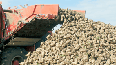 Tarım ve Orman Bakanlığı, 2025-2026 üretim yılı için şeker pancarı