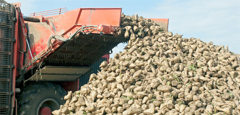 Tarım ve Orman Bakanlığı, 2025-2026 üretim yılı için şeker pancarı