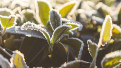 Yozgat İl Tarım ve Orman Müdürlüğünden yapılan açıklamada, zirai don