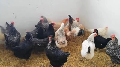 Türkiye İstatistik Kurumu (TÜİK), 2025 yılı Ağustos ayına ilişkin kümes