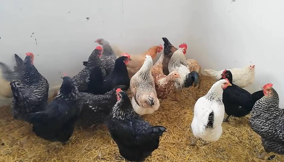 Türkiye İstatistik Kurumu (TÜİK), 2025 yılı Ağustos ayına ilişkin kümes