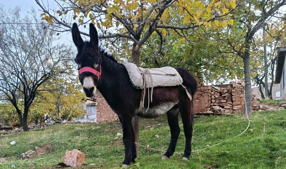 Türkiye İstatistik Kurumu (TÜİK) tarafından açıklanan son tarım istatistikleri, Türkiye’de