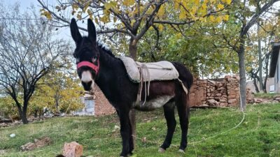 Türkiye İstatistik Kurumu (TÜİK) tarafından açıklanan son tarım istatistikleri, Türkiye’de