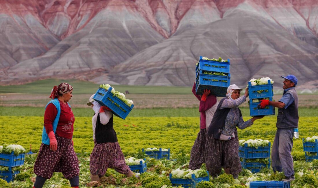 TEMA Vakfı, 17–30 Kasım Erozyonla Mücadele Haftası kapsamında bu yıl