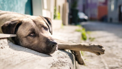 Yozgat Valiliği, sahipli hayvanlarını sokağa bırakan veya başıboş dolaşmasına izin