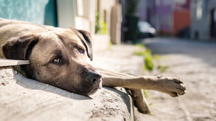 Yozgat Valiliği, sahipli hayvanlarını sokağa bırakan veya başıboş dolaşmasına izin