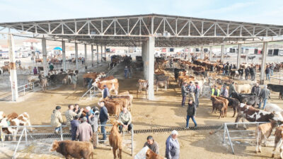 Sorgun’da şap hastalığına karşı alınan tedbirler kapsamında bir süredir geçici