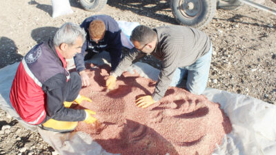 Yozgat Valiliği koordinesinde, İl Tarım ve Orman Müdürlüğü tarafından merkeze