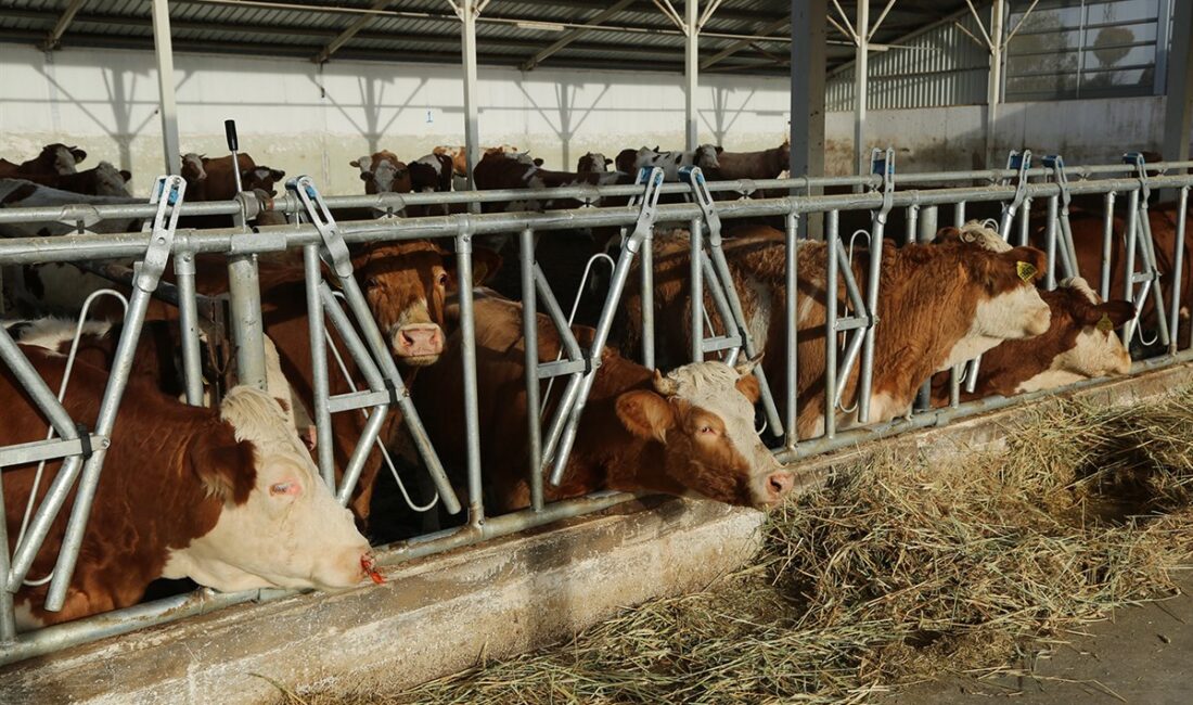 Boğazlıyan ilçesine bağlı Devecipınar Köyünde 186 dönümlük arazide kurulu 4
