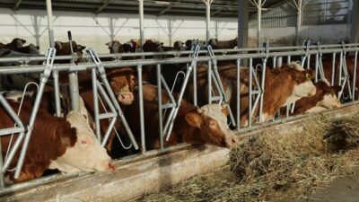 Boğazlıyan ilçesine bağlı Devecipınar Köyünde 186 dönümlük arazide kurulu 4