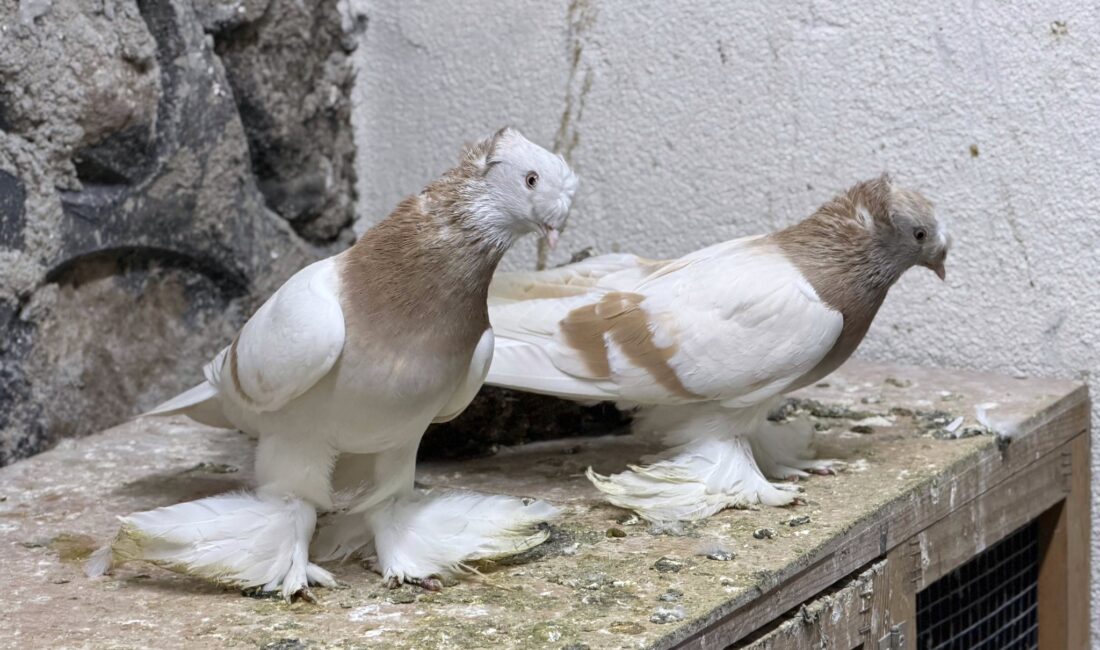 Yerköy ilçesinde yaşanan olay, ilçede ve sosyal medyada geniş yankı